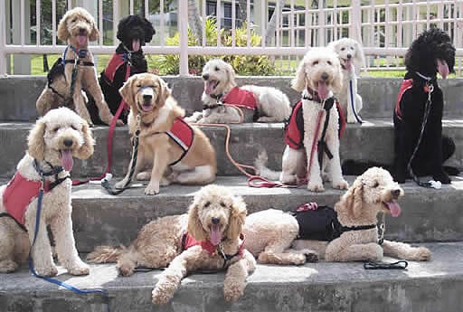 Labradoodle_Assistance_Dogs